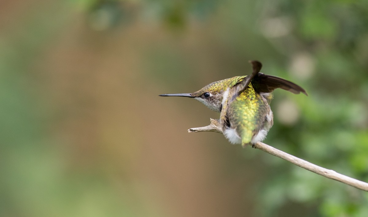 Ruby-throated Hummingbird - ML91182931