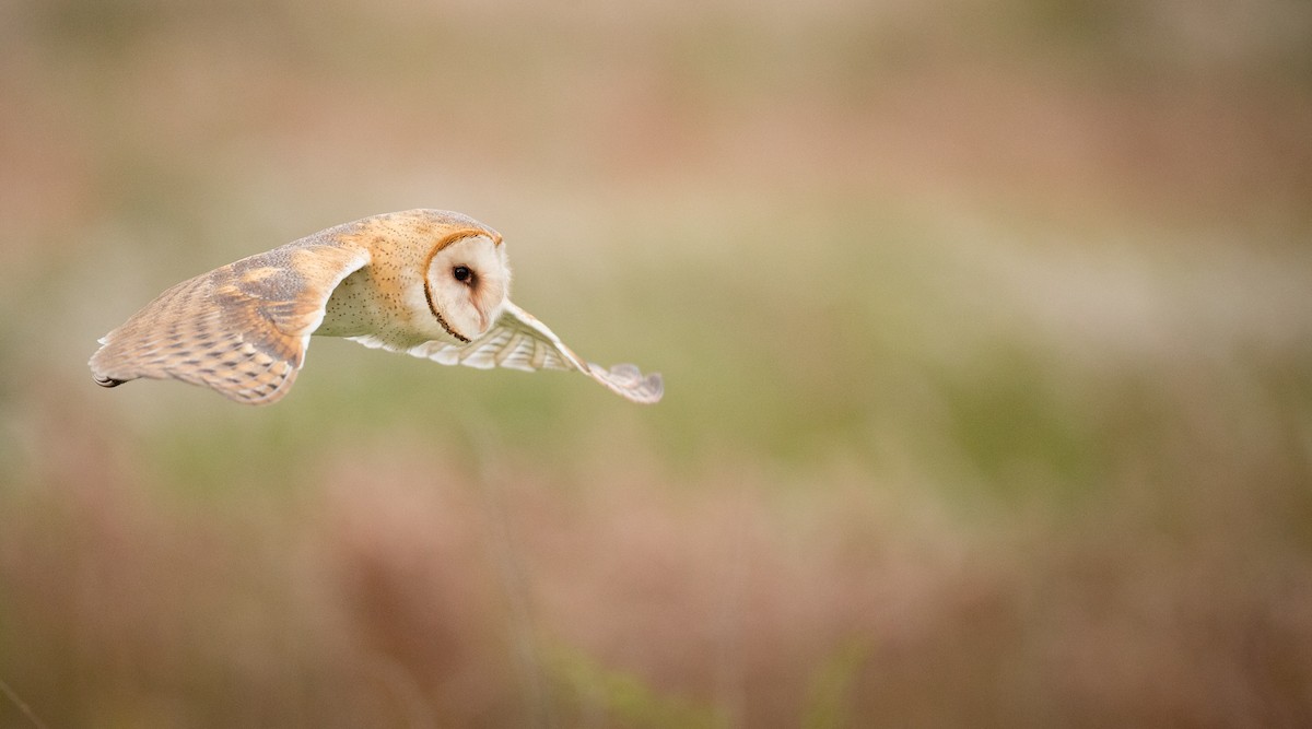 Barn Owl (American) - Ian Davies