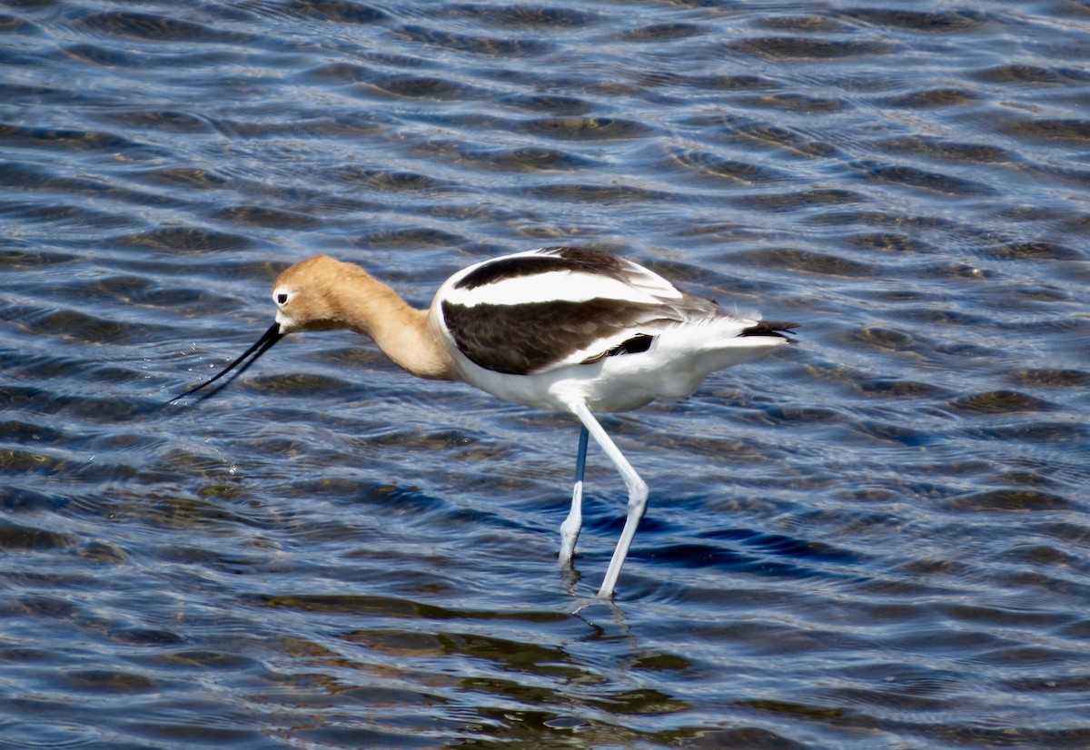 American Avocet - Terry Hill