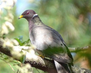 Band-tailed Pigeon, ML91186911