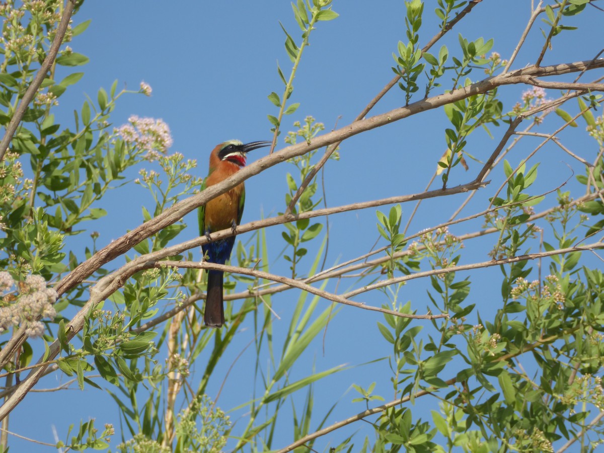 White-fronted Bee-eater - ML91190621