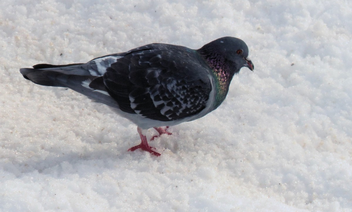 Rock Pigeon (Feral Pigeon) - ML91190721
