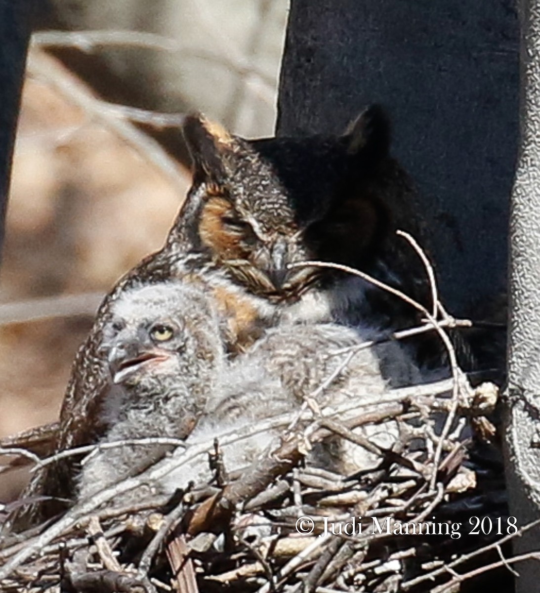 Great Horned Owl - Carl & Judi Manning