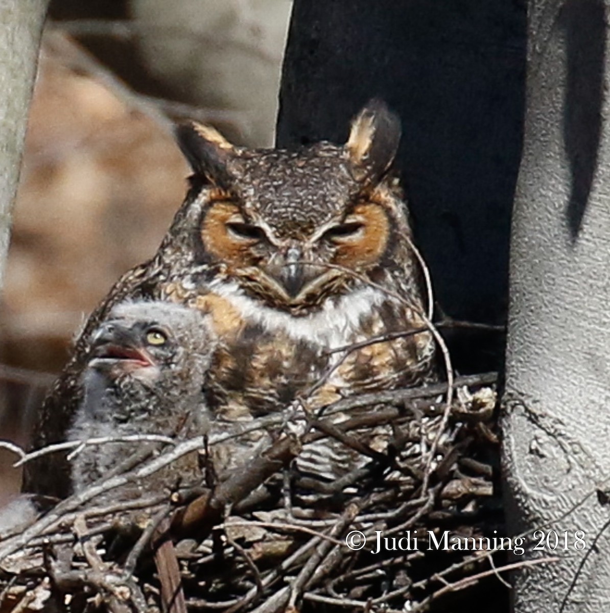 Great Horned Owl - Carl & Judi Manning