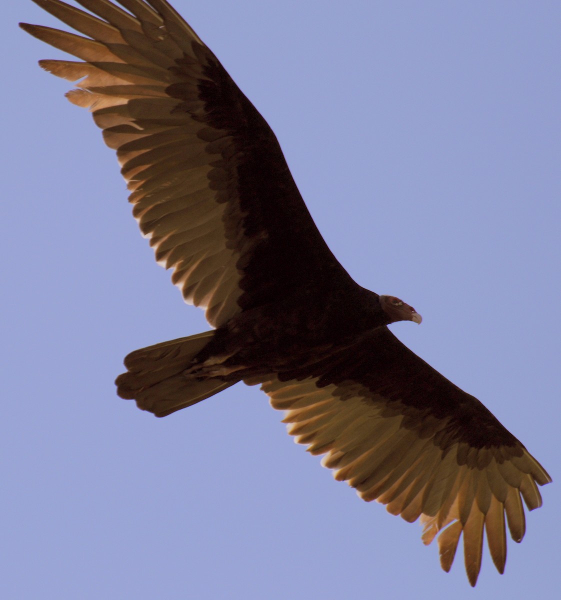 Turkey Vulture (Tropical) - ML91191301