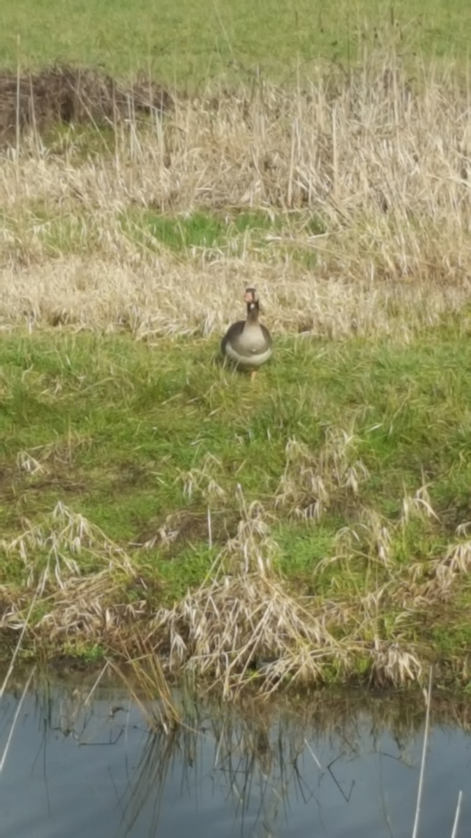 Greater White-fronted Goose - ML91193231