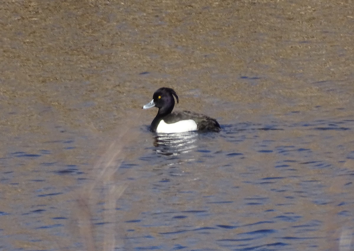 Tufted Duck - Claus Holzapfel