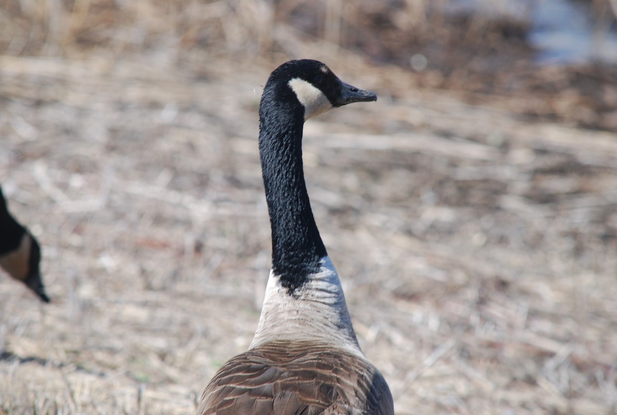 Canada Goose (moffitti/maxima) - Sarah rackowski