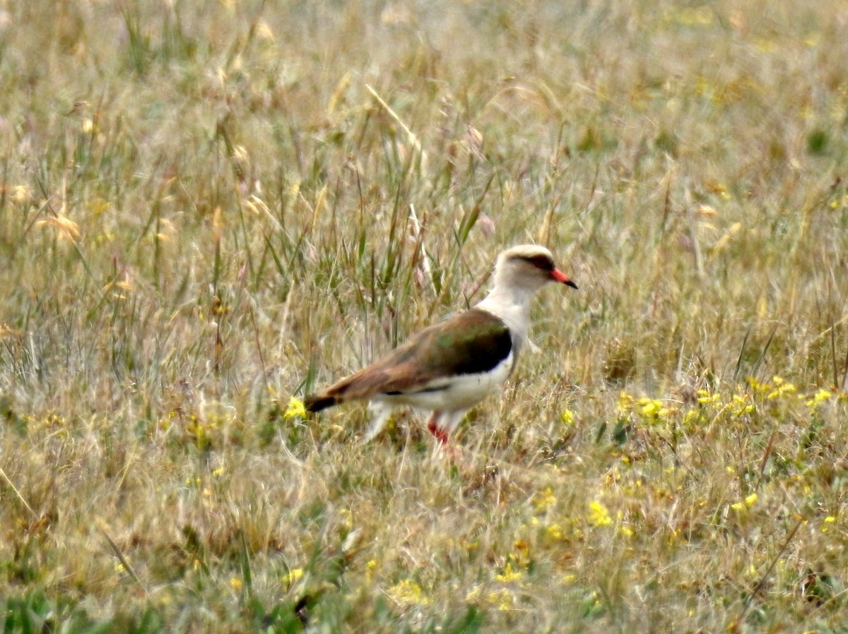 Andean Lapwing - ML91199151