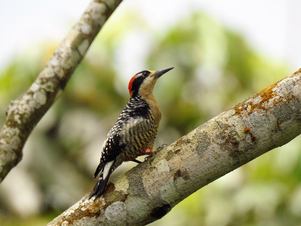 Black-cheeked Woodpecker - Mike Cowlard
