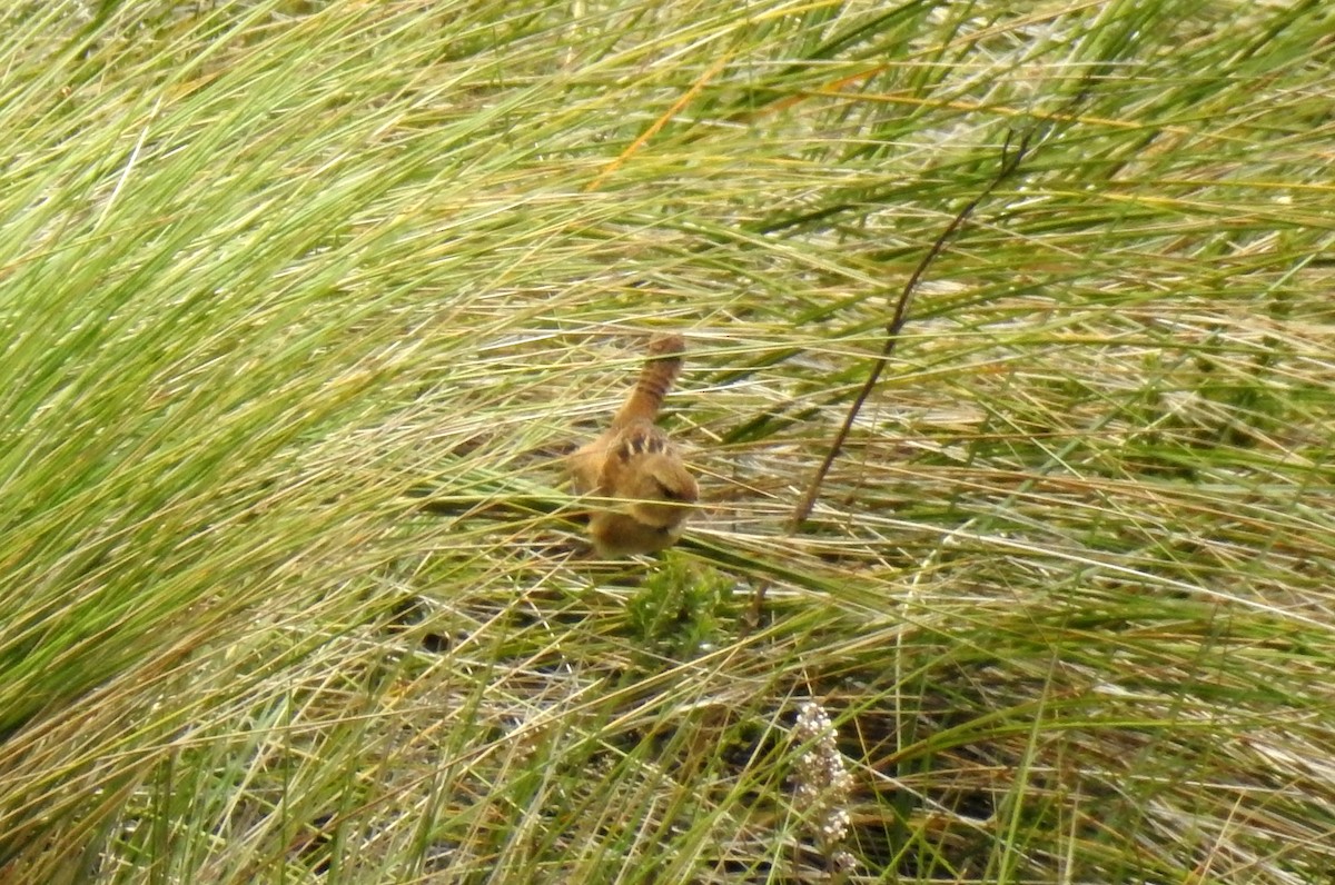 Grass Wren (Paramo) - bob butler