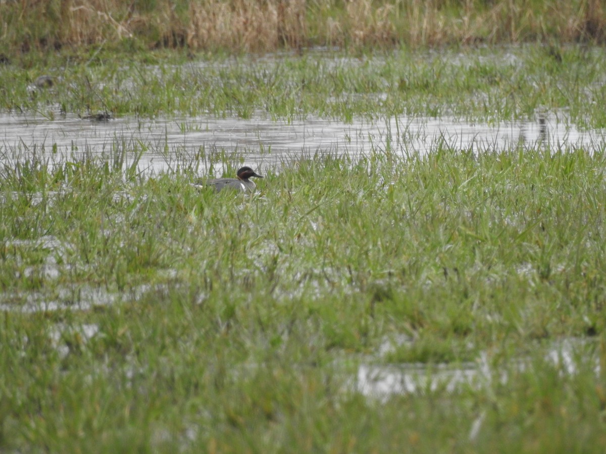 Green-winged Teal - ML91201101