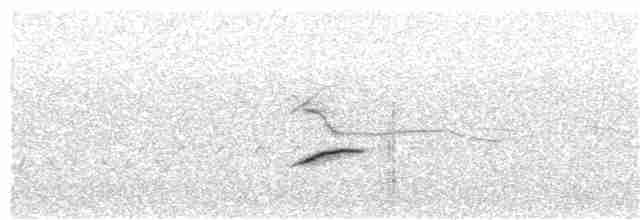 White-tailed Kite - ML91201111