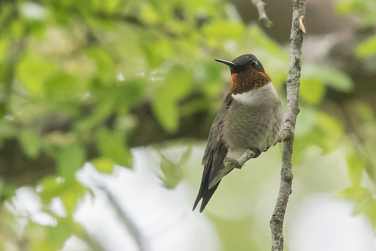 Ruby-throated Hummingbird - ML91204621