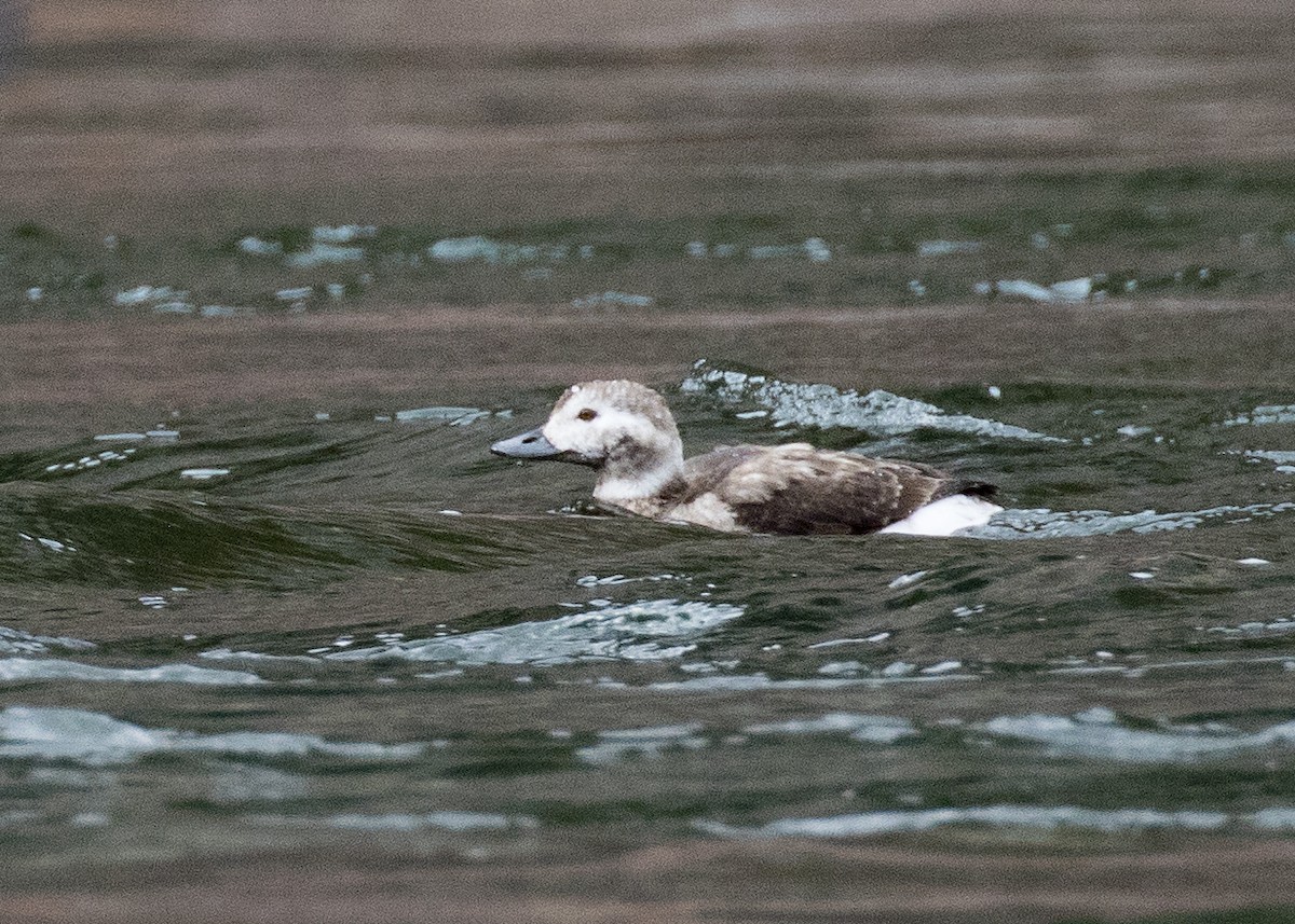 Long-tailed Duck - ML91204851