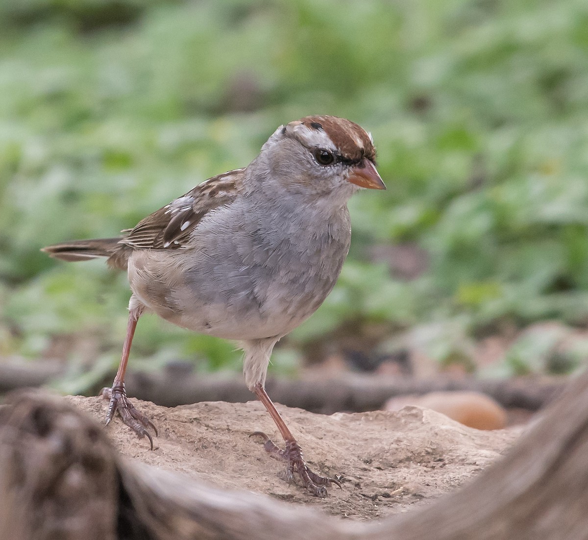 White-crowned Sparrow - ML91205061