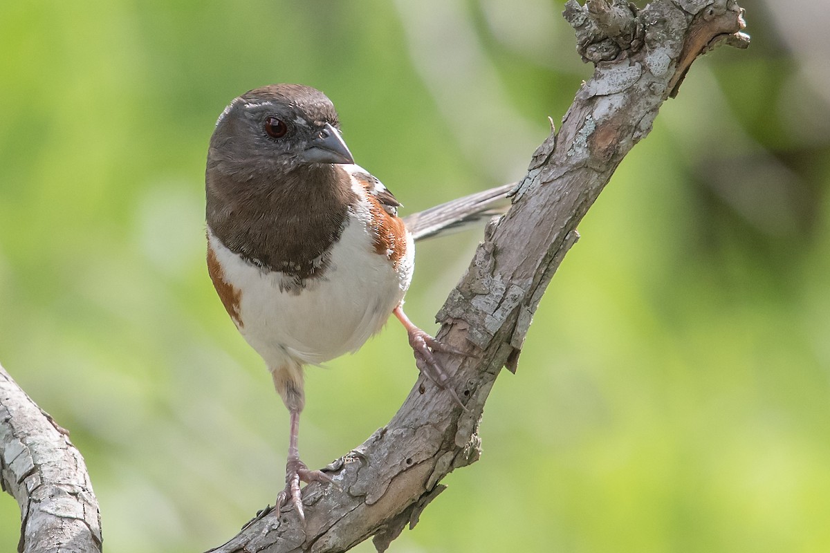 Spotted Towhee - ML91205221