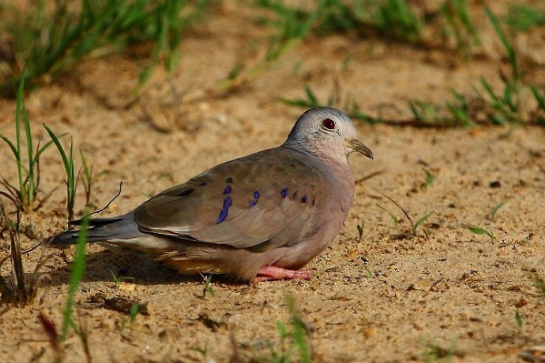 Plain-breasted Ground Dove - nigel lallsingh
