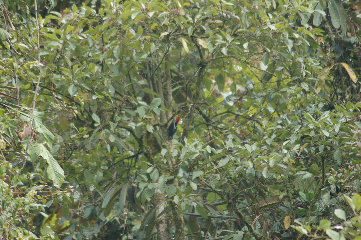 Powerful Woodpecker - ML91207111