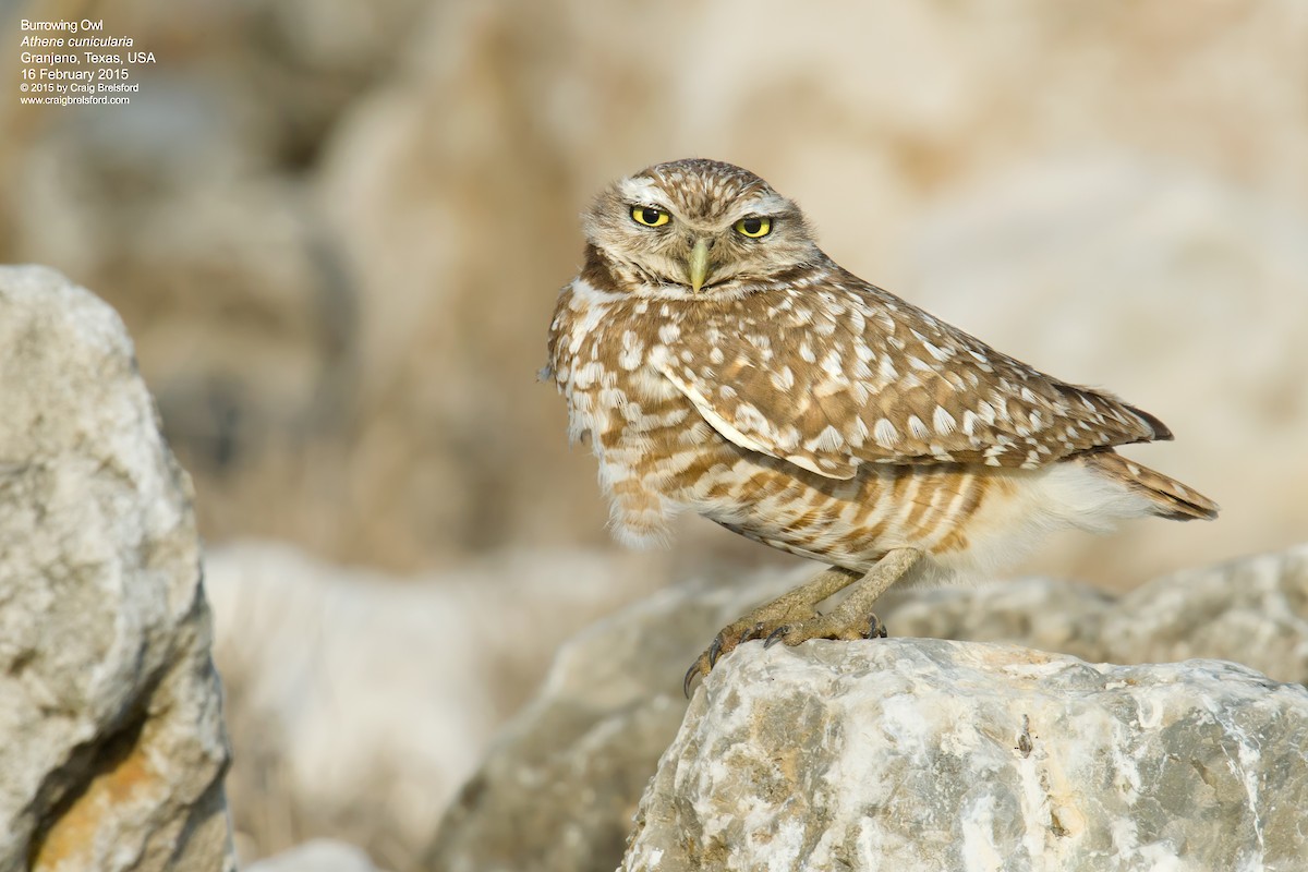 Burrowing Owl - ML91208721