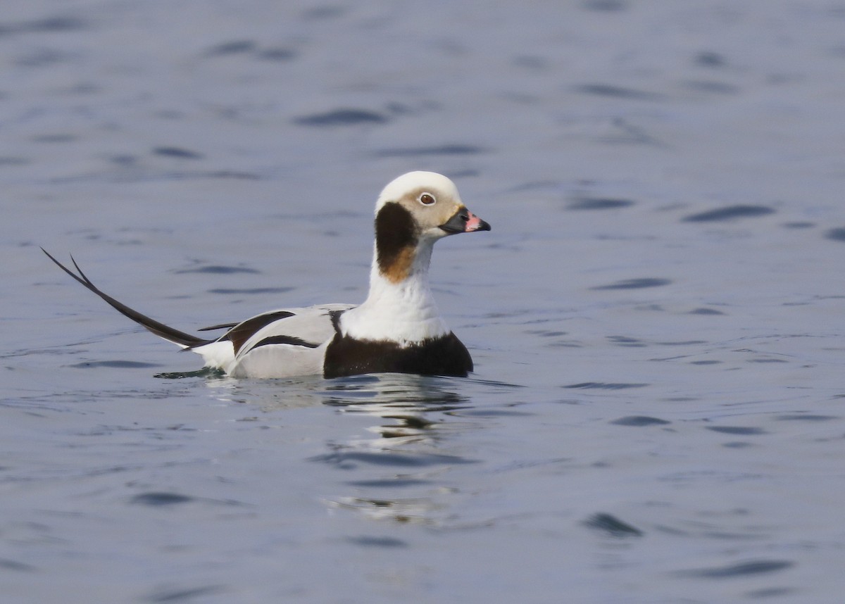 Long-tailed Duck - ML91210181