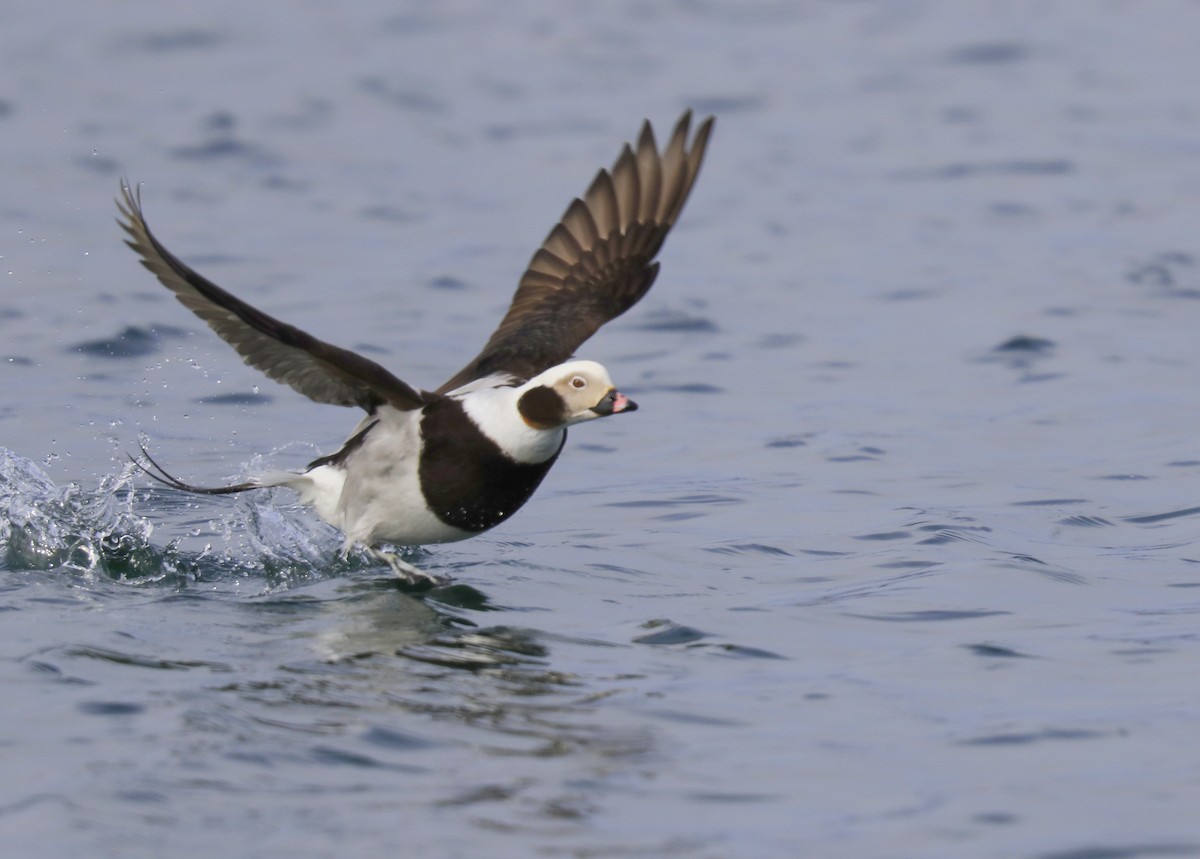 Long-tailed Duck - ML91210221