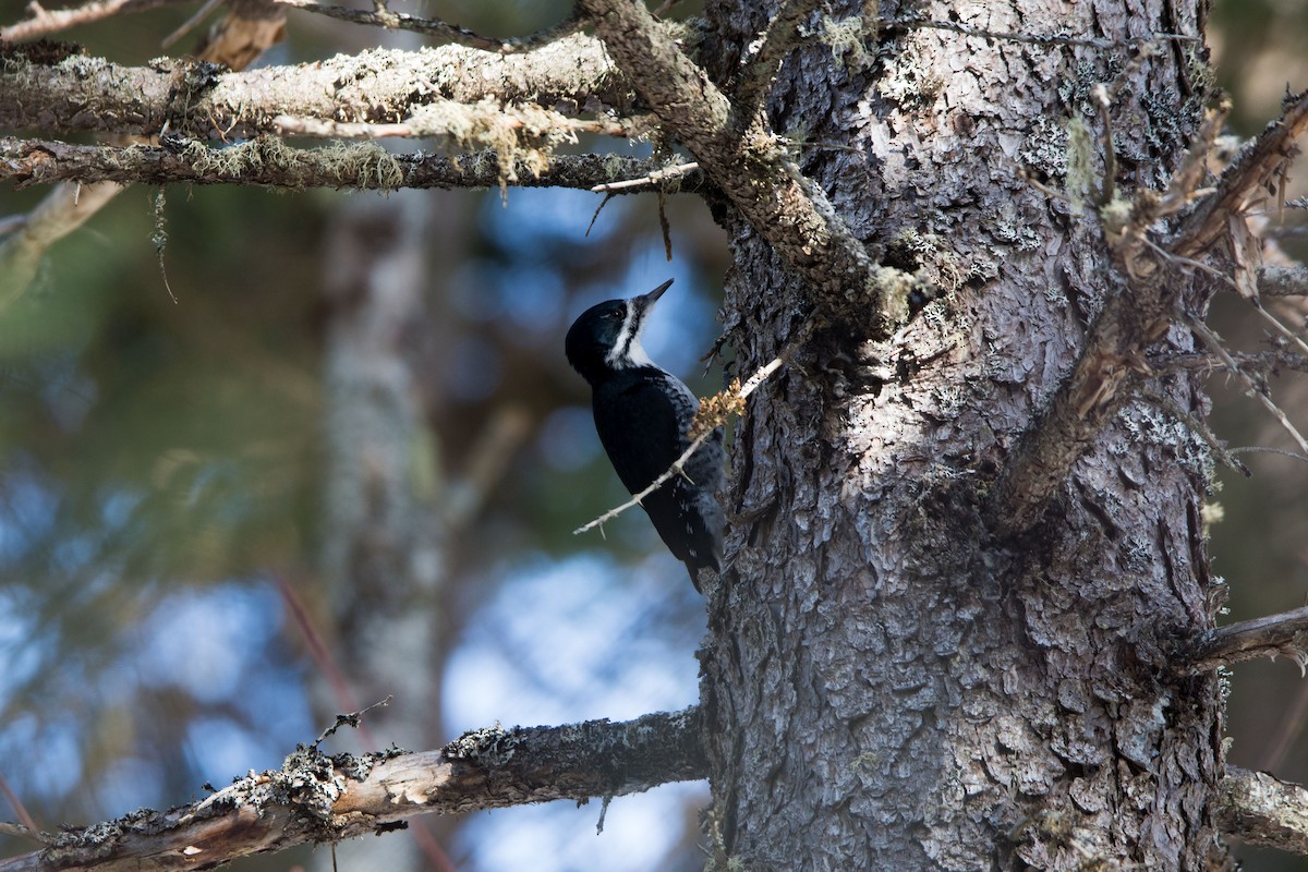 Black-backed Woodpecker - ML91210301