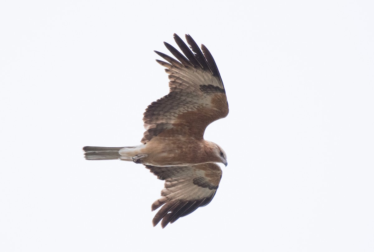 Square-tailed Kite - John Daniels
