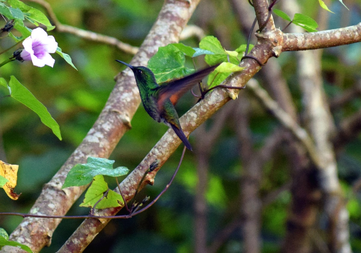 Stripe-tailed Hummingbird - José Alvarez