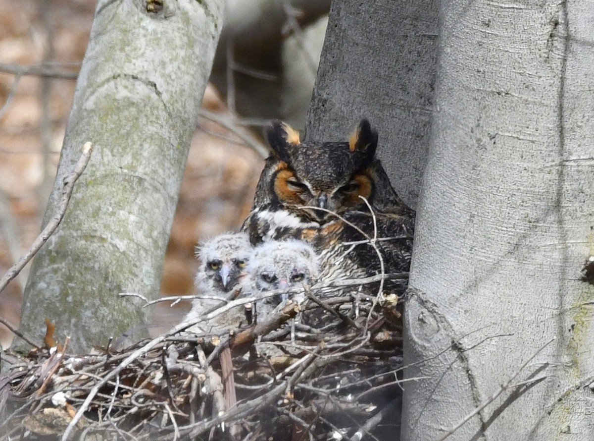 Great Horned Owl - Linda Scribner
