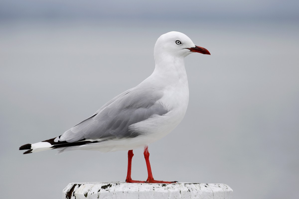 Silver Gull (Red-billed) - Cameron Eckert
