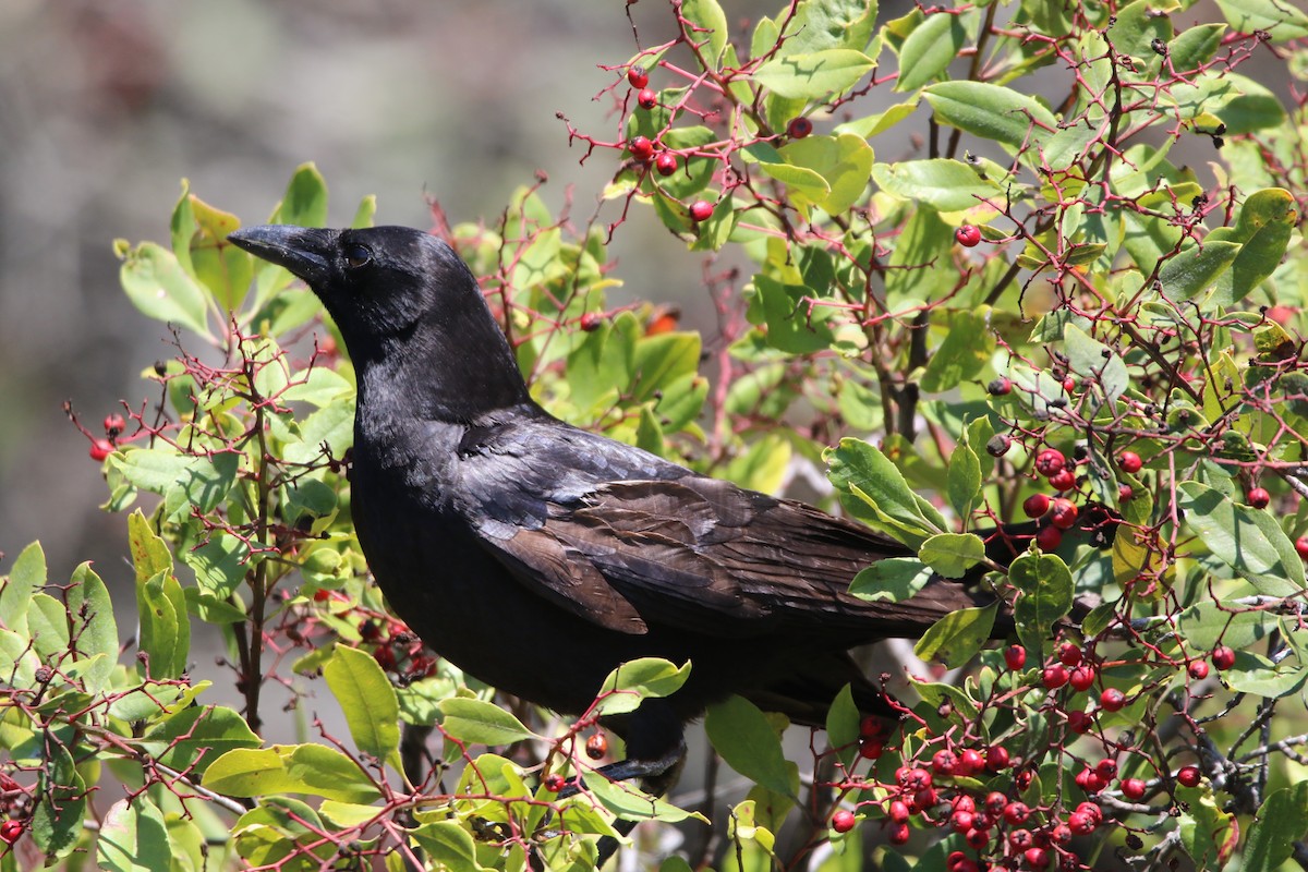 American Crow - Pair of Wing-Nuts