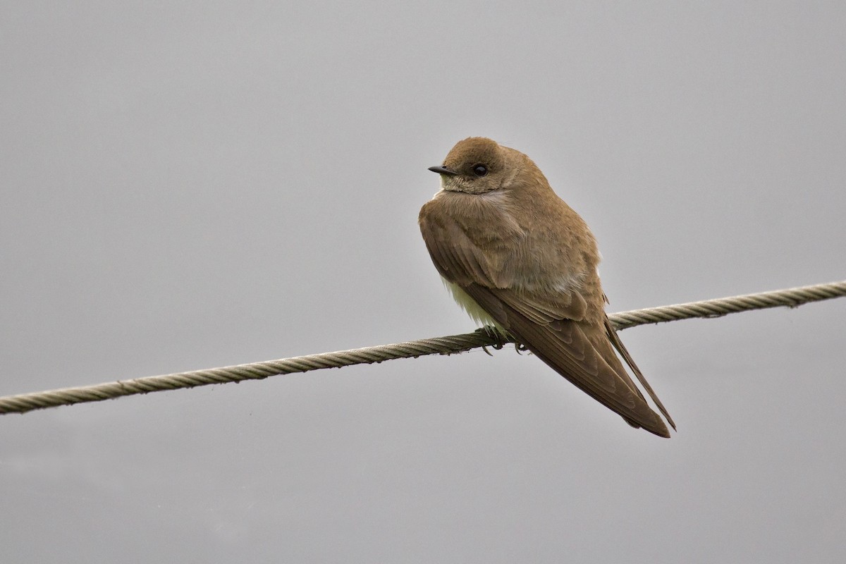 Northern Rough-winged Swallow - ML91224851