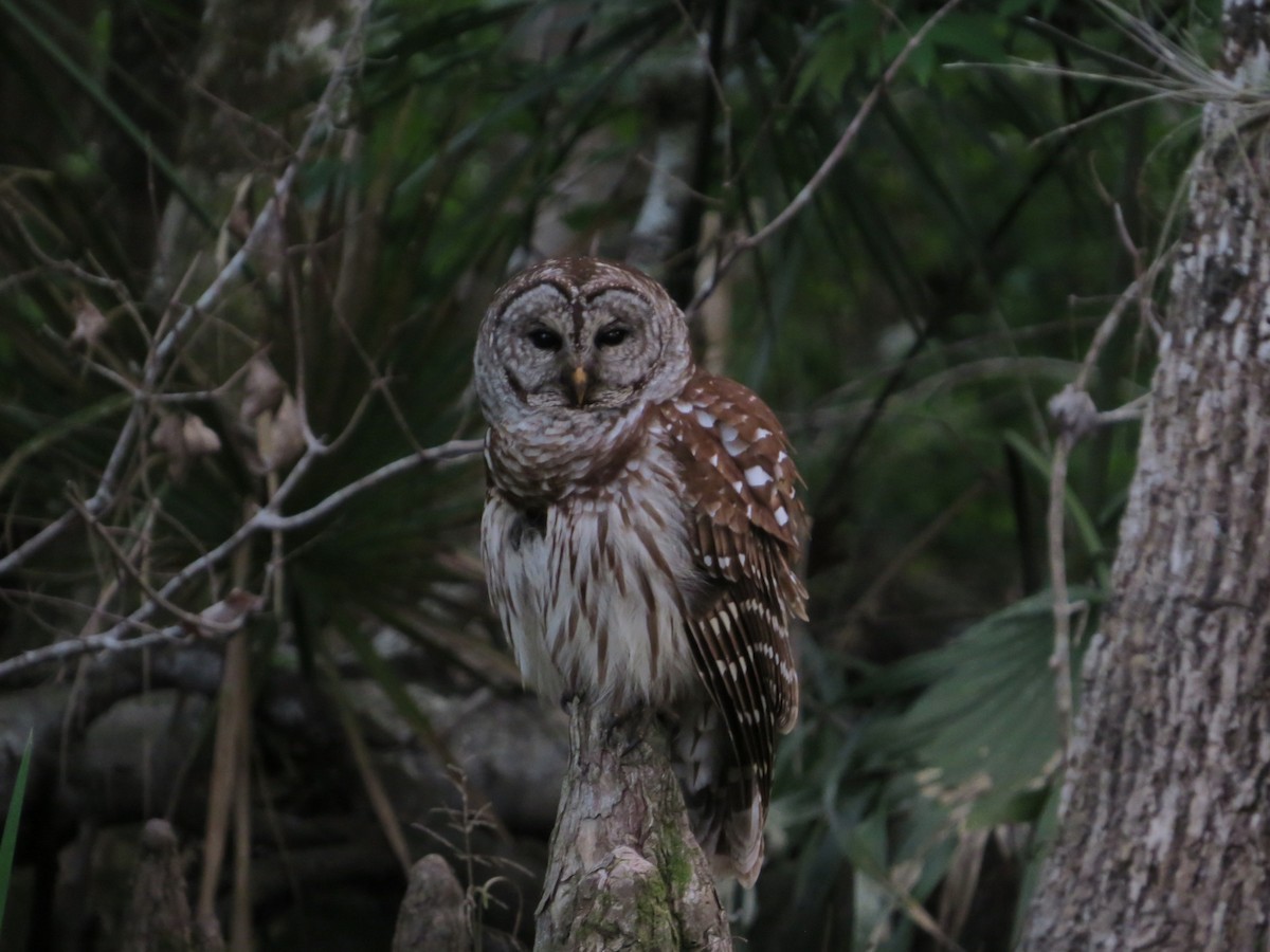 Barred Owl - Douglas Richard