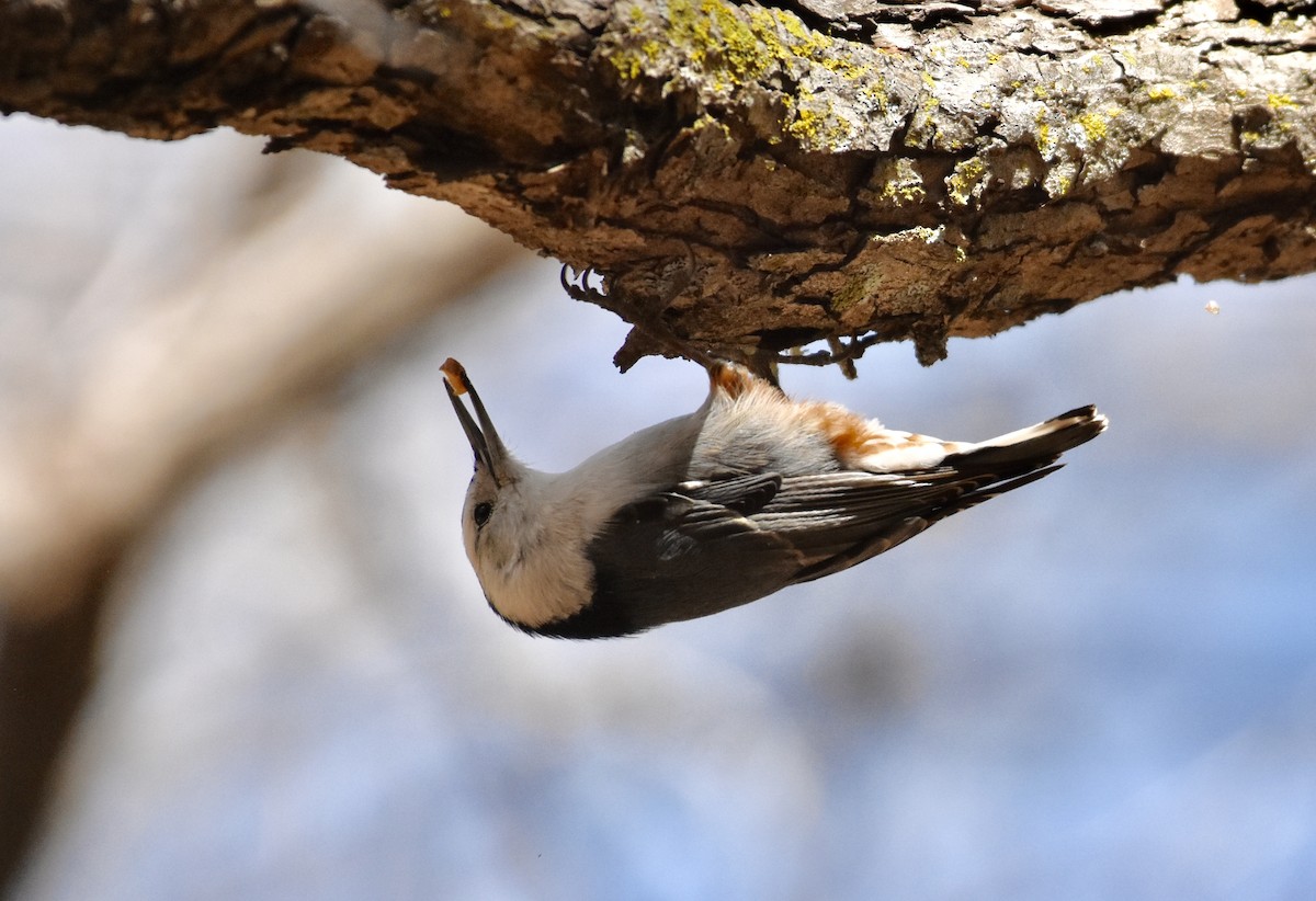 White-breasted Nuthatch - Roger Beardmore