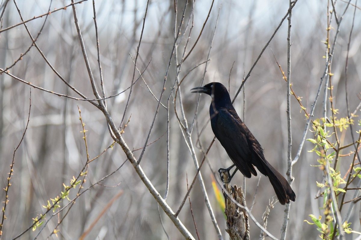 Boat-tailed Grackle - ML91227751