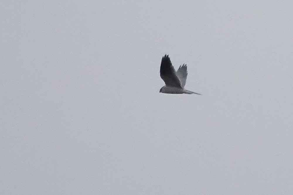 White-tailed Kite - ML91228321