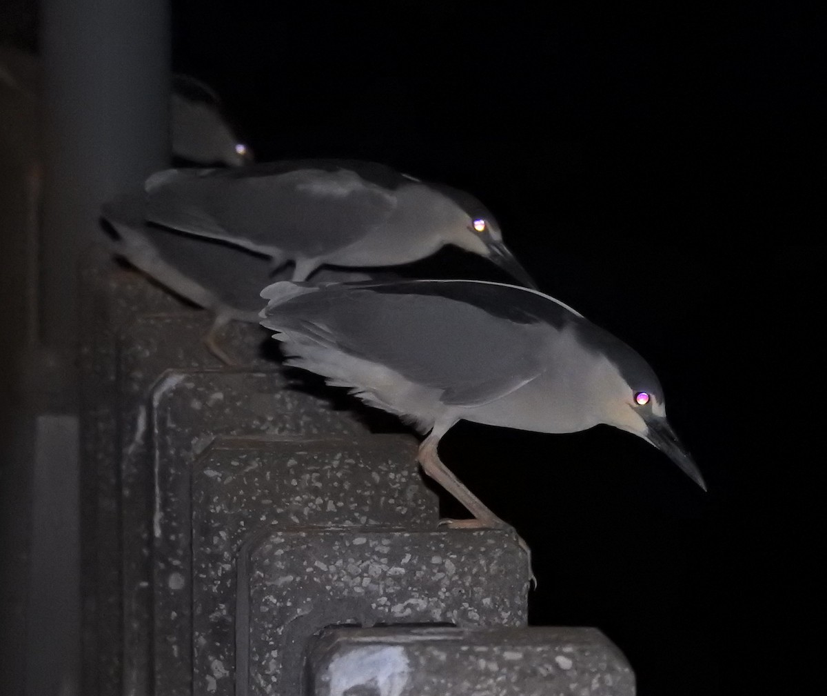 Black-crowned Night Heron - ML91229491
