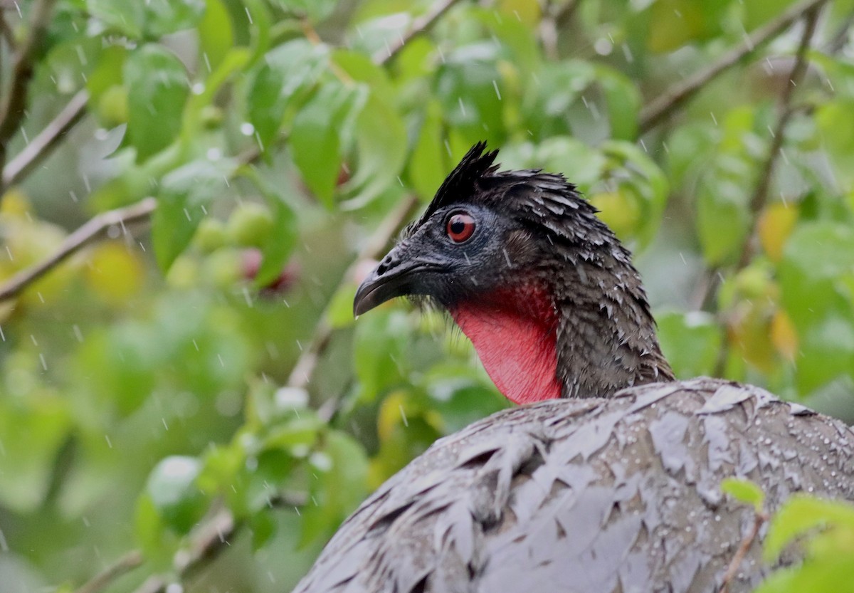 Crested Guan - ML91229731