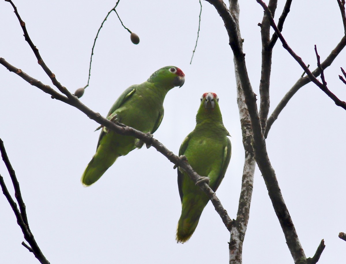 Red-lored Parrot - ML91229781