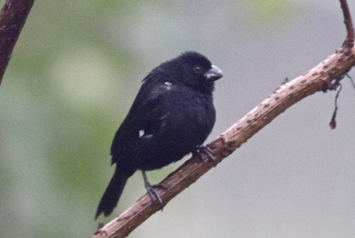 Variable Seedeater - ML91230121