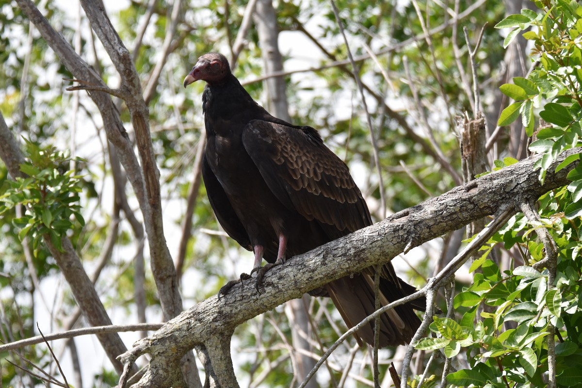 Turkey Vulture - ML91230361