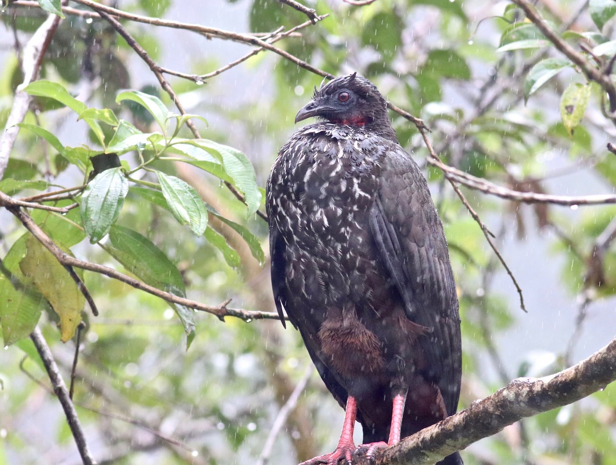Crested Guan - ML91230501