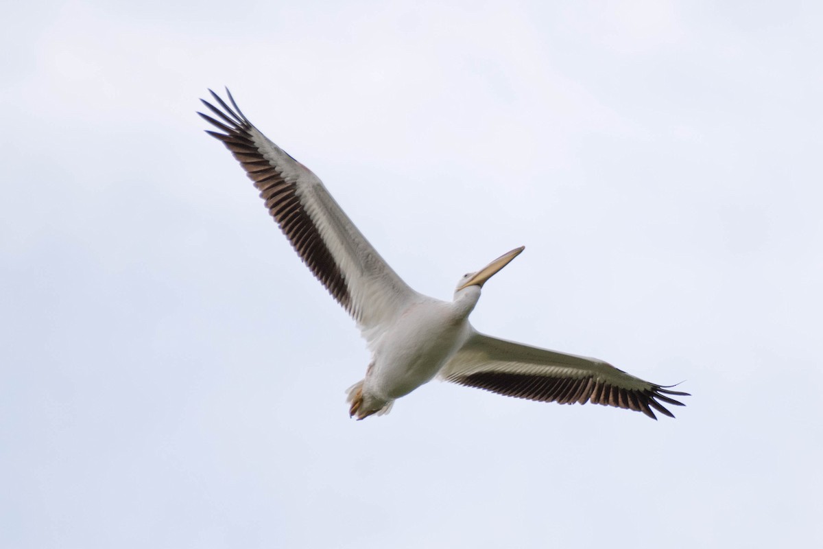 American White Pelican - ML91230941