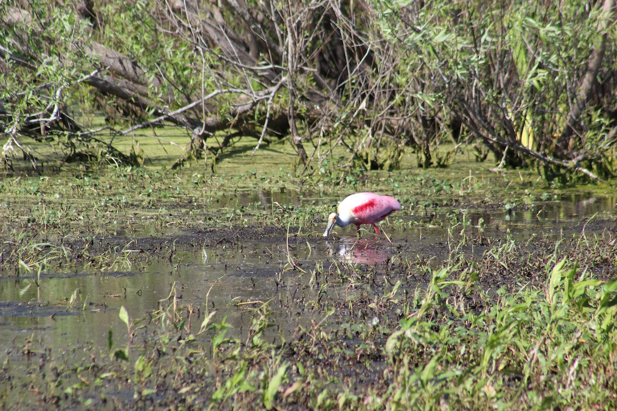 Roseate Spoonbill - Marie Chappell