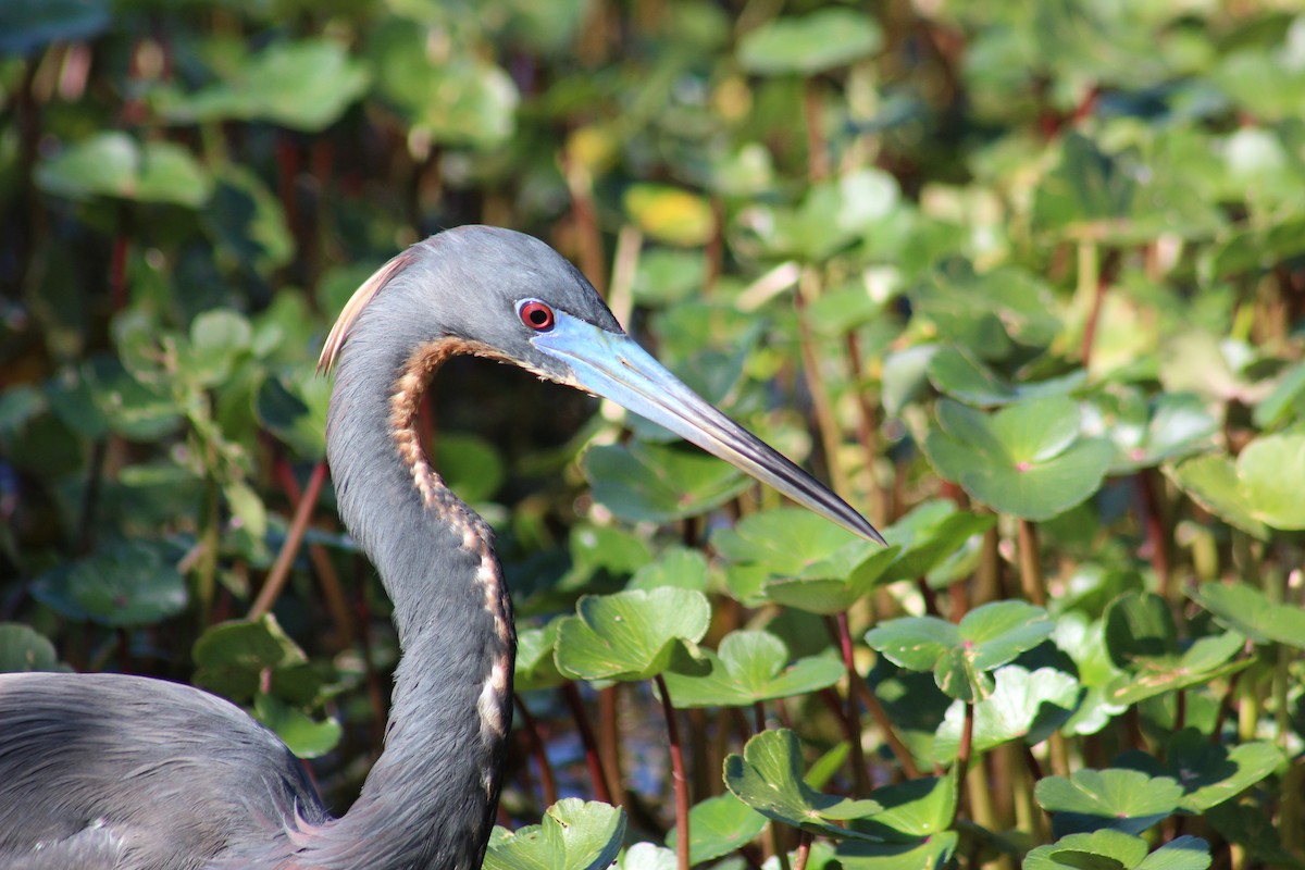 Tricolored Heron - Marie Chappell