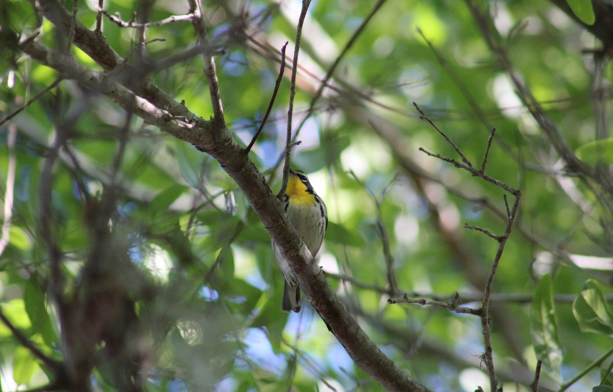 Yellow-throated Warbler (dominica/stoddardi) - Marie Chappell