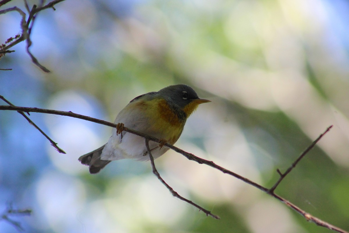 Northern Parula - Marie Chappell