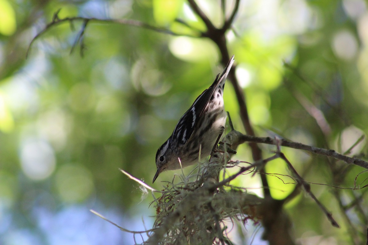 Black-and-white Warbler - Marie Chappell