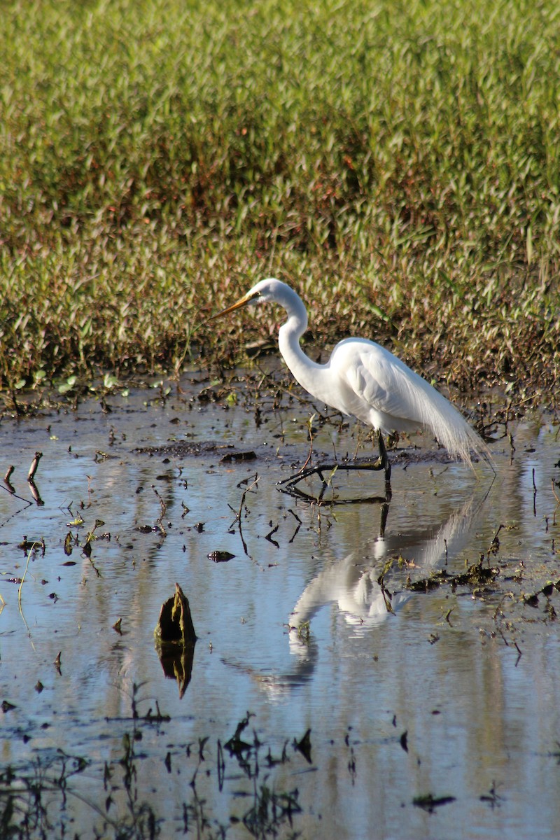 Great Egret (American) - Marie Chappell